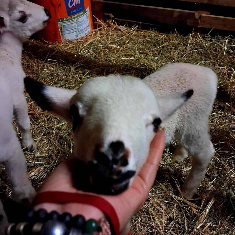 Agneau dans la bergerie de la mini-ferme