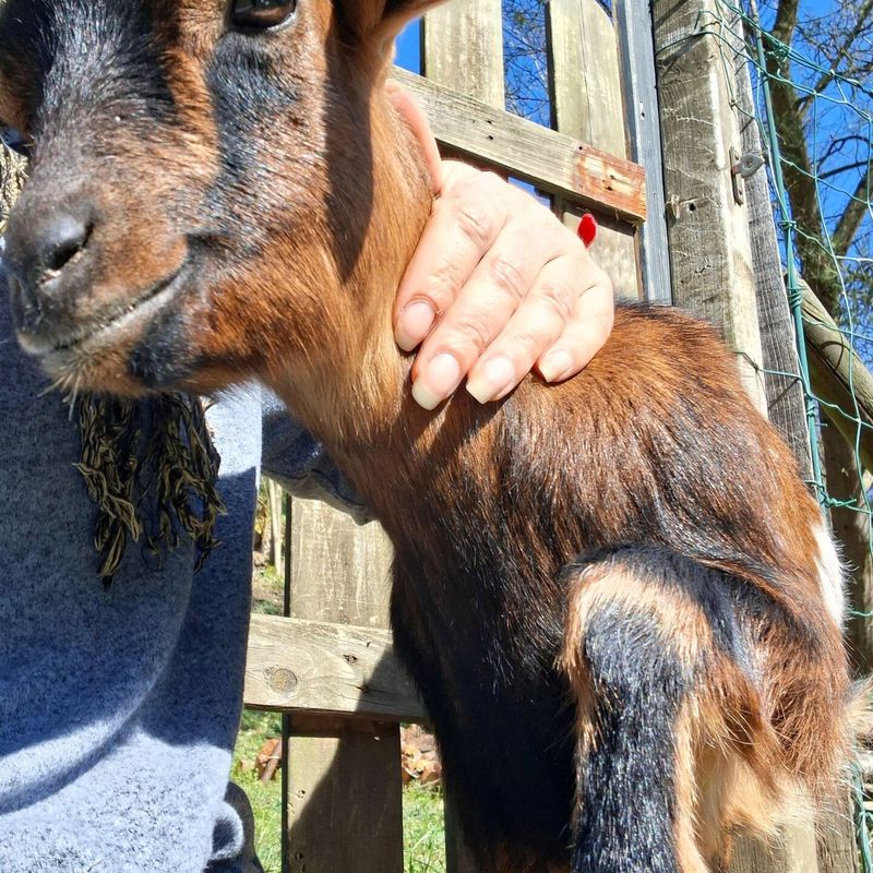Chèvre caressée lors d'une visite de la mini-ferme
