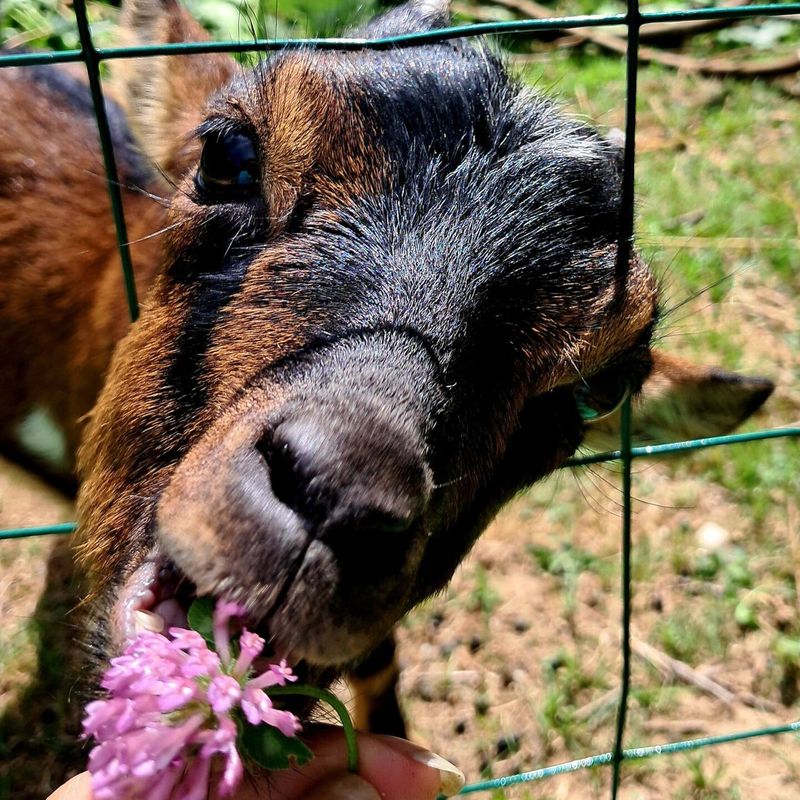 Une chèvre de la mini-ferme, visite avec les hôtes