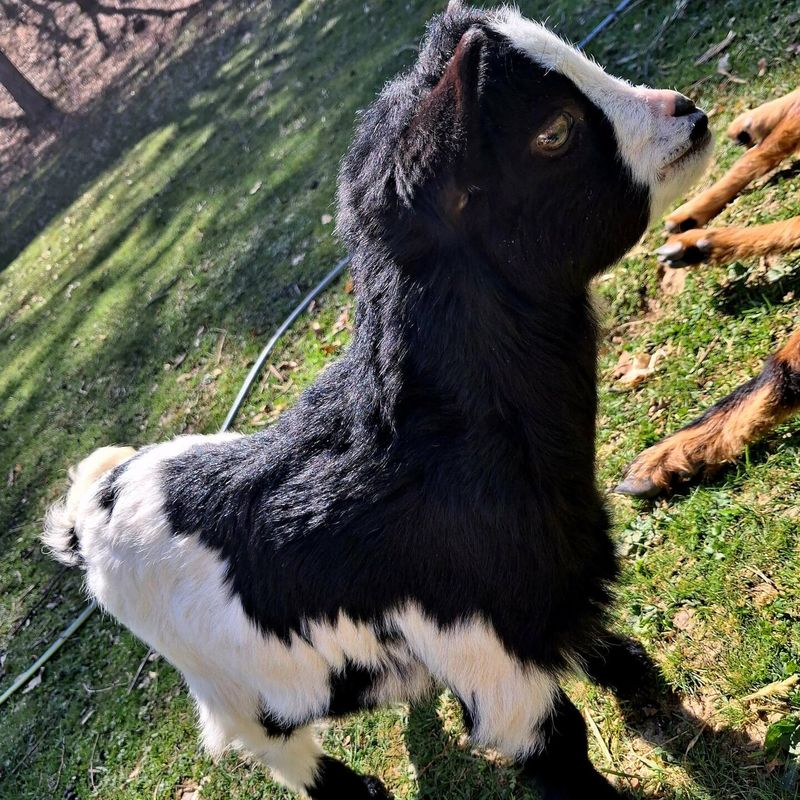 Chevreau noir et blanc de la mini-ferme du domaine