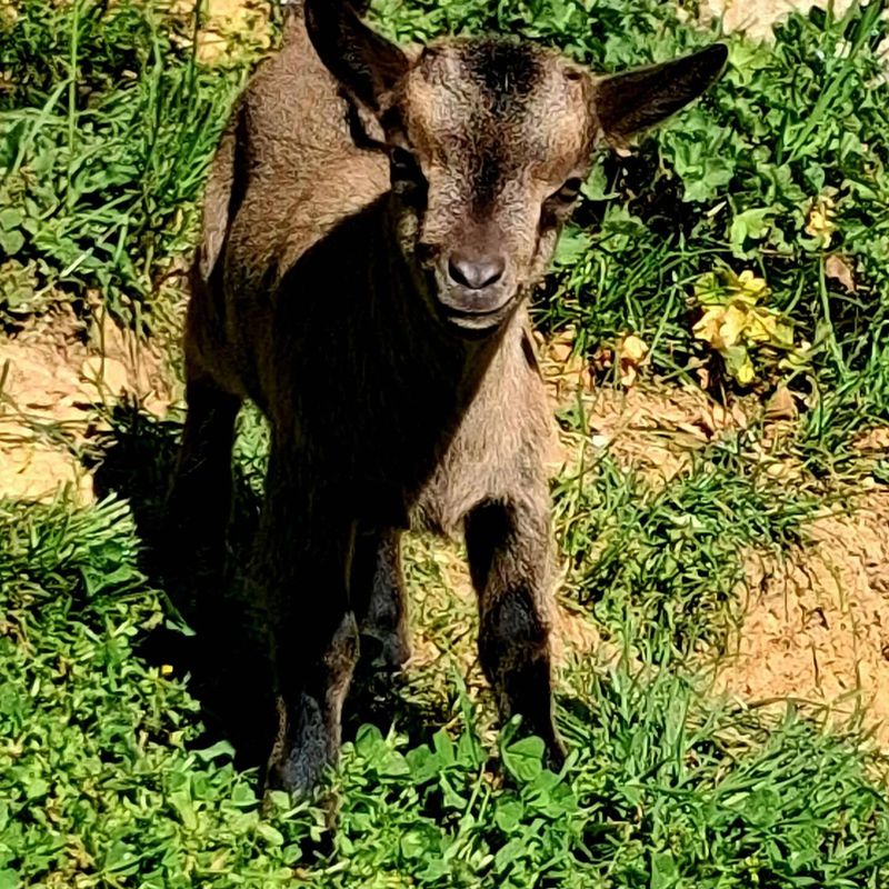 Chevreau brun dans l'herbe, à la mini-ferme