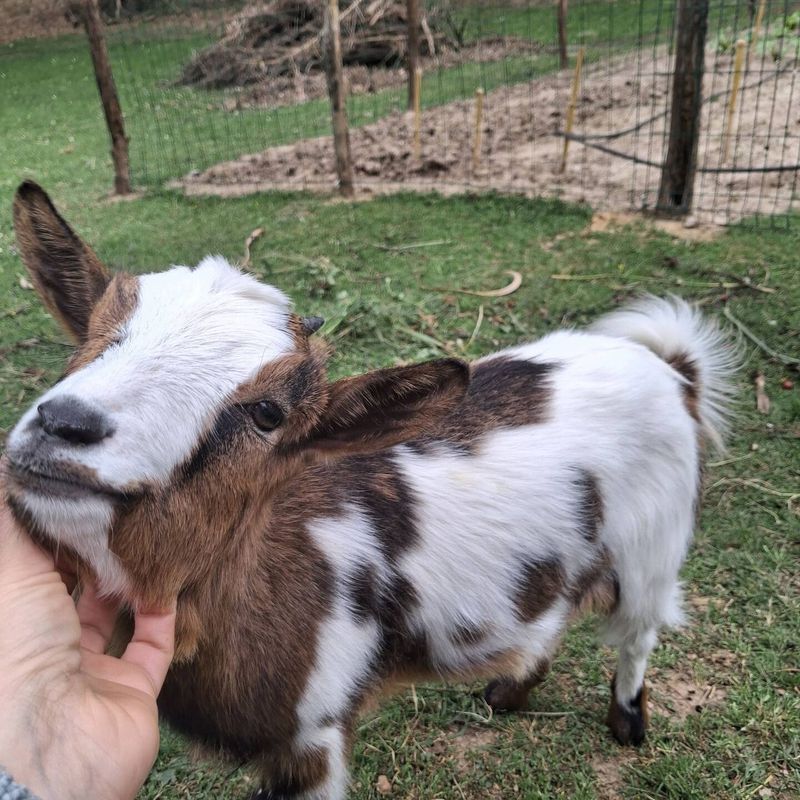 Chevreau dans les bras, lors d'une visite avec nous