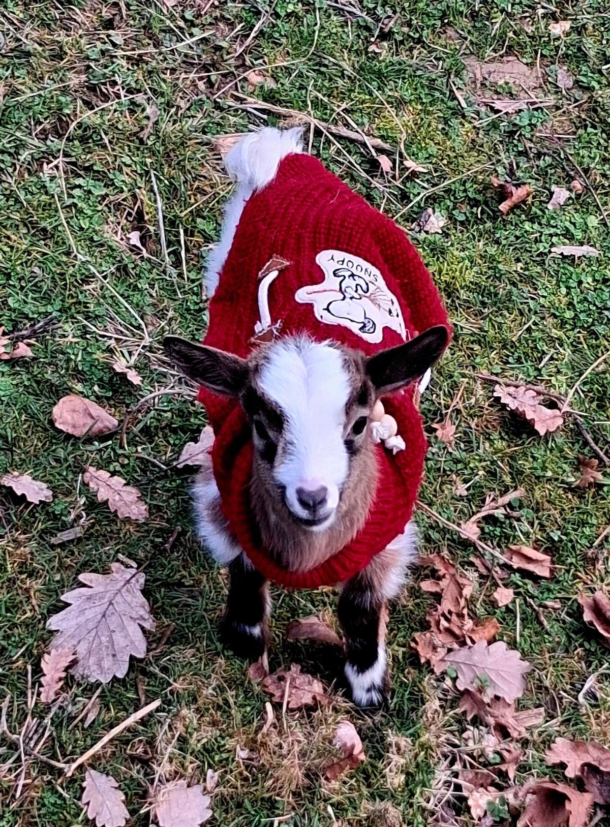 Un chevreau de la mini-ferme du domaine, en pull rouge