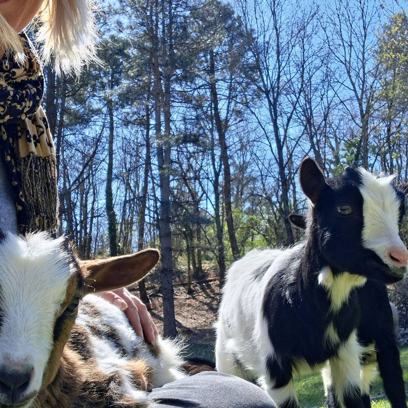 Visite de la mini-ferme avec les hôtes, chèvres et moutons
