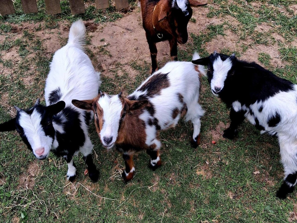 Les chèvres de la mini-ferme du domaine, à Gaillac