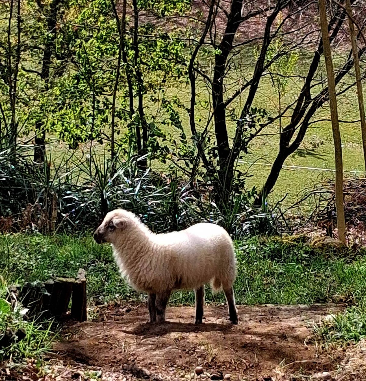 Un mouton de la mini-ferme dans les bois du domaine